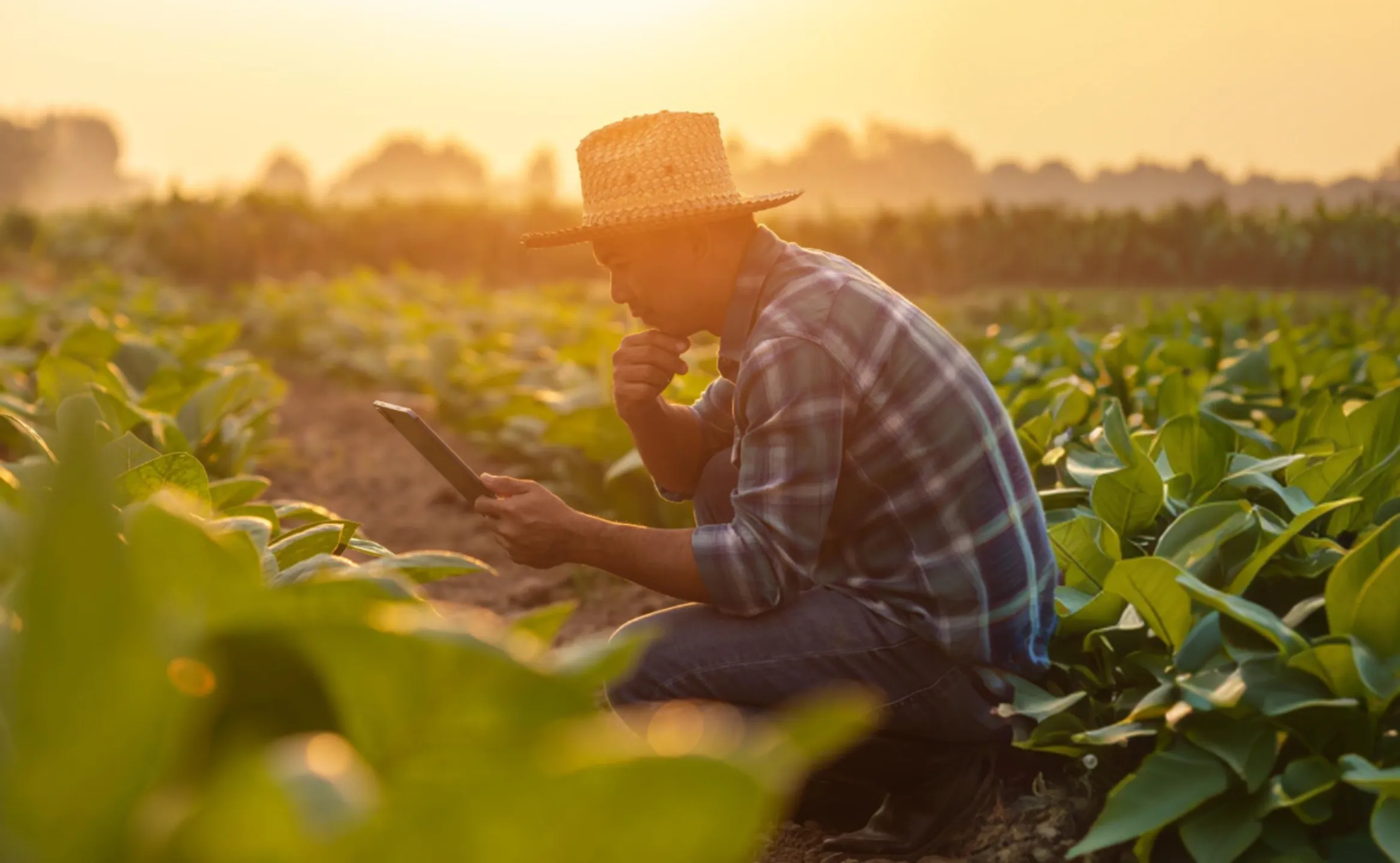 agricultura
